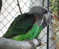 Le Vaillant's Parrot