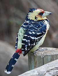 Le Vaillant's (Crested) Barbet