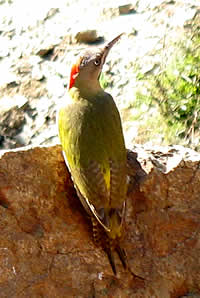 Le Vaillant's Woodpecker